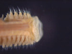 Nephtys magellanica